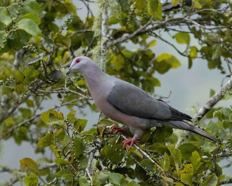 Ring-tailed Pigeon