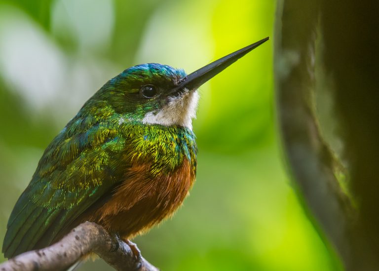 Rufous-tailed Jacamar