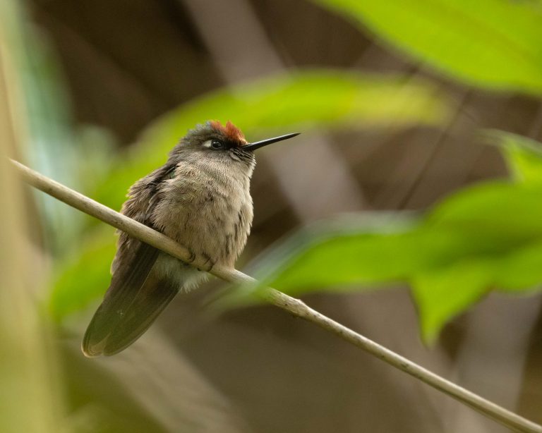Santa Marta Blossomcrown (E)