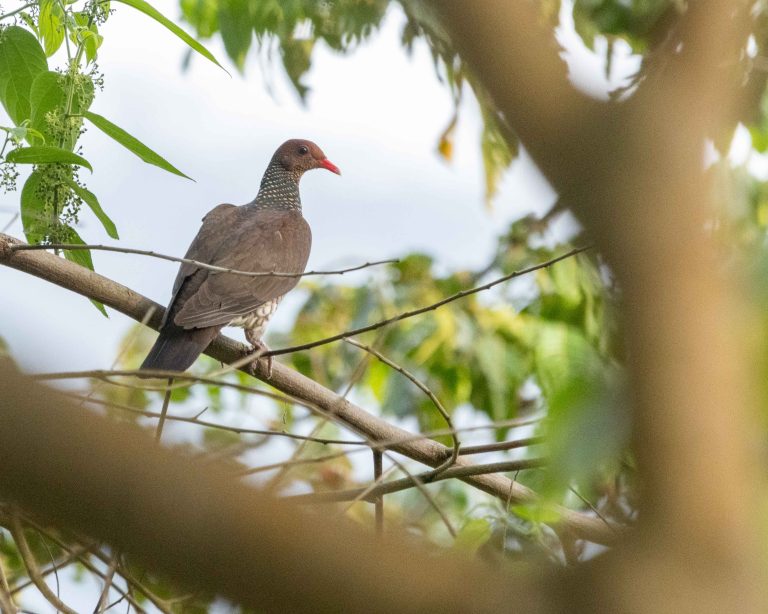 Scaled Pigeon