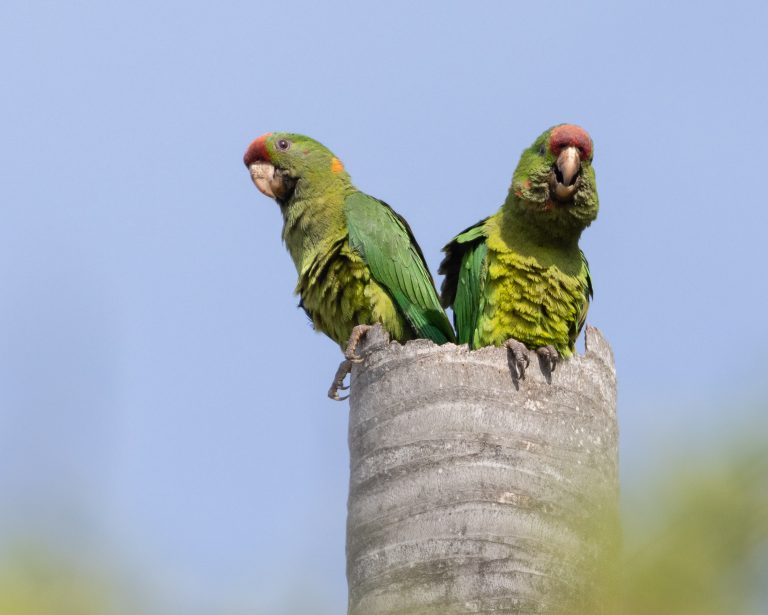 Scarlet-fronted Parakeet
