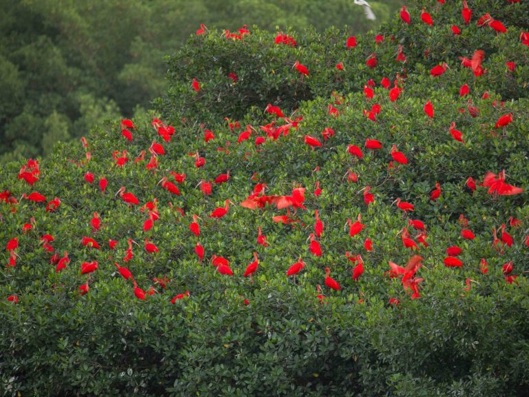 Scarlet Ibis Roost