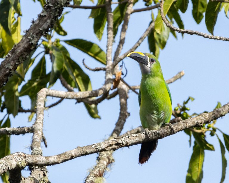 Southern Emerald Toucanet