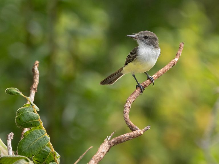 Stolid Flycatcher