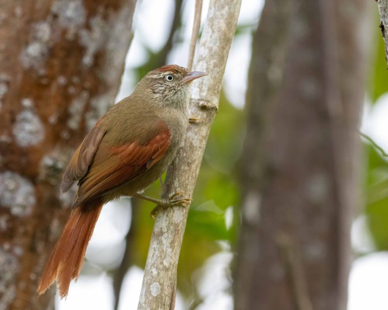 Streak-capped Spinetail (E)