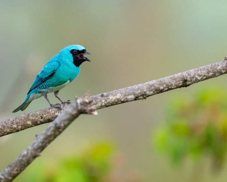 Swallow Tanager