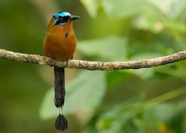 Trinidad Motmot