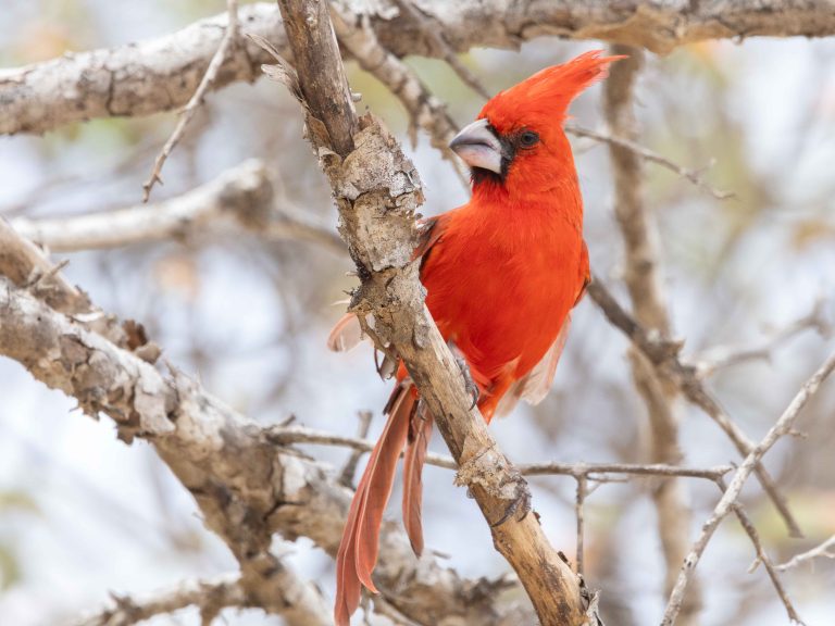 Vermilion Cardinal