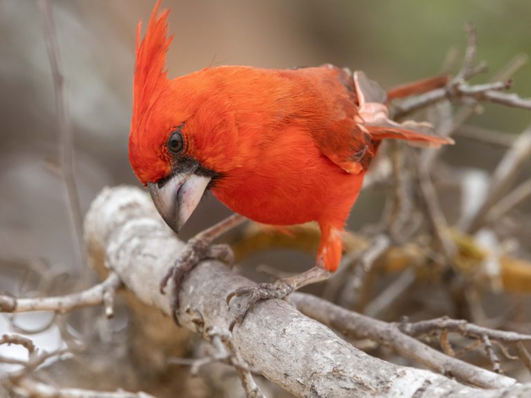 Vermilion Cardinal