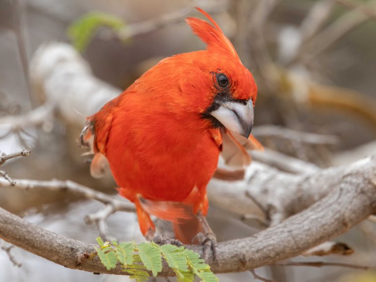 Vermilion Cardinal