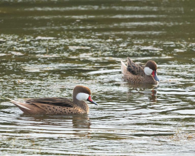 White-cheeked Pintail