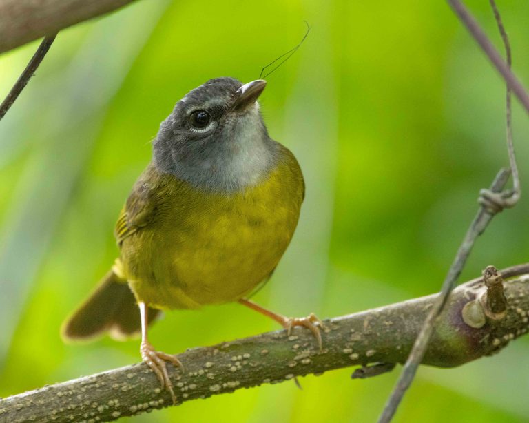 White-lored Warbler (E)