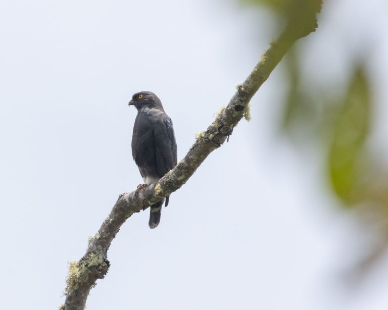 White-rumped Hawk