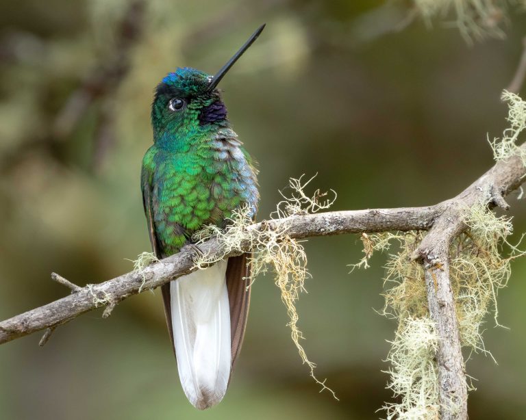 White-tailed Starfrontlet (E)