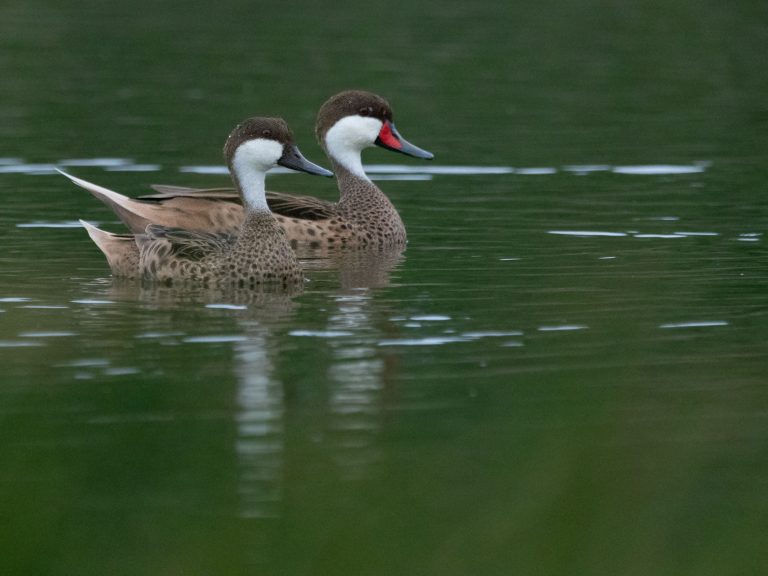 White-cheeked Pintail