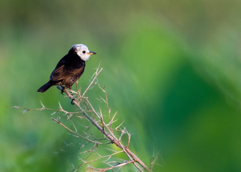 White-headed Marsh Tyrant