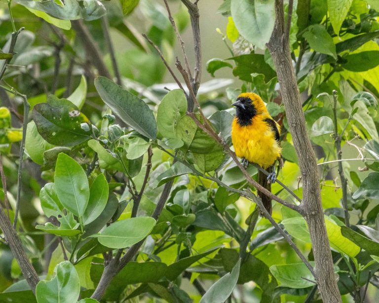 Yellow-backed Oriole