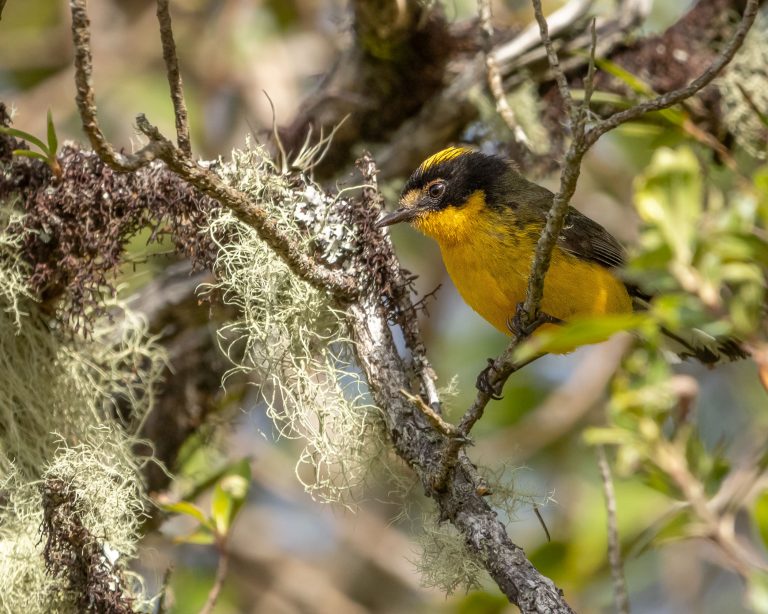 Yellow-crowned Redstart (E)