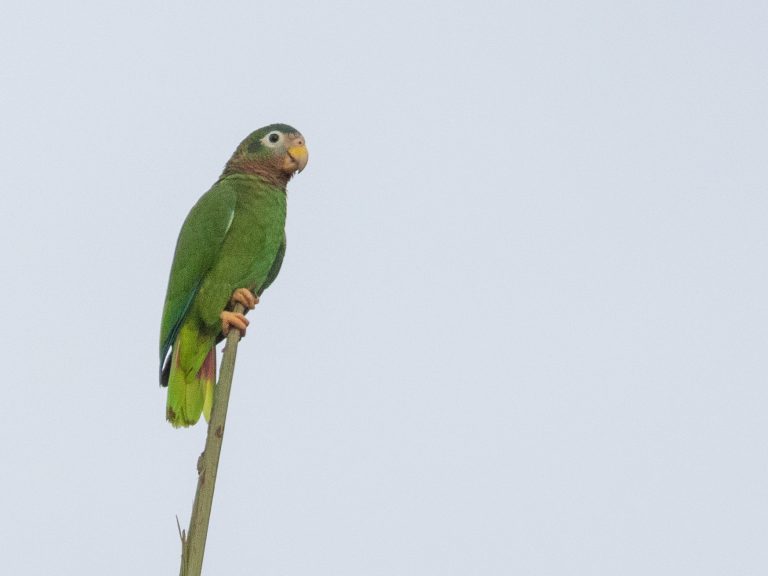 Yellow-billed Parrot