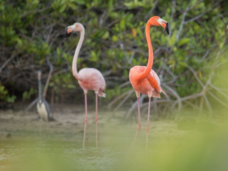 American Flamingo
