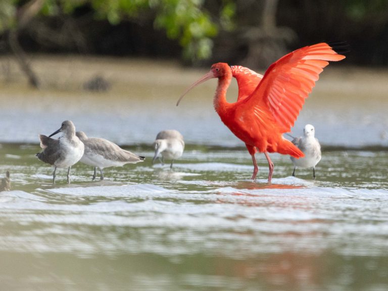 Scarlet Ibis