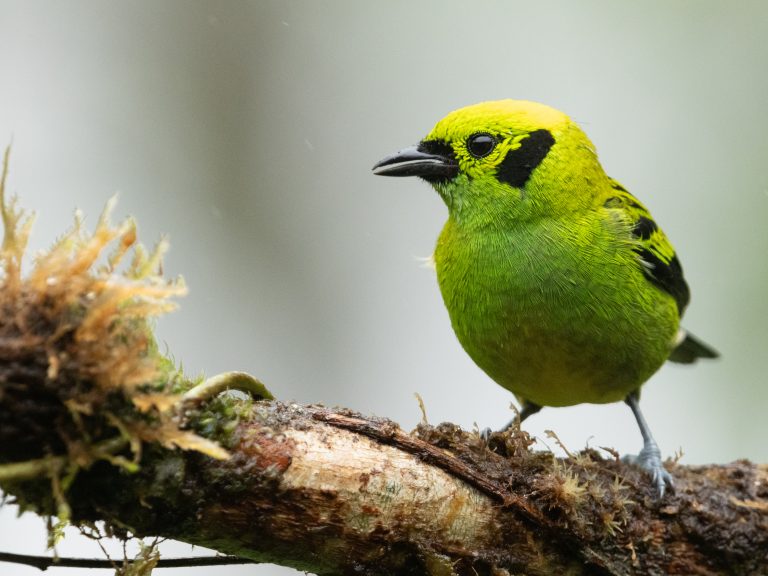 Emerald Tanager