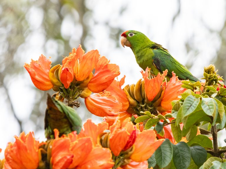 Crimson-fronted Parakeet