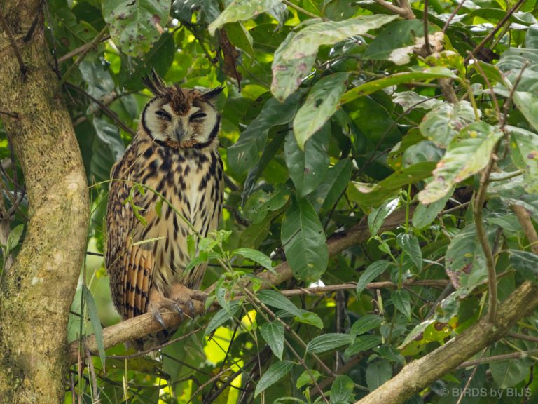 Striped Owl