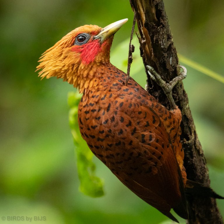 Chestnut-colored Woodpecker
