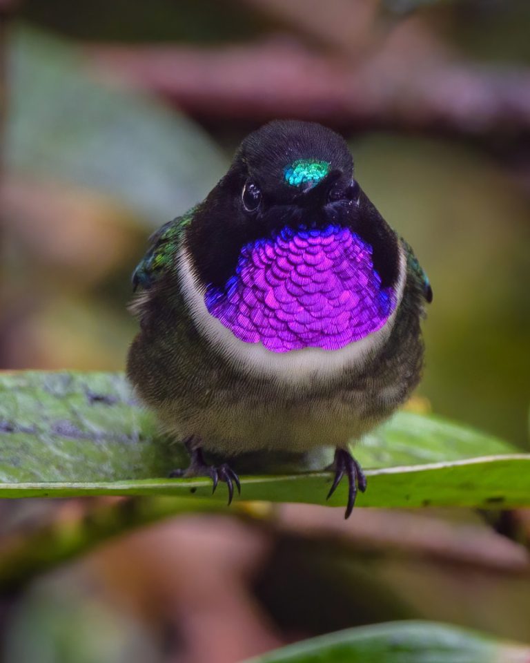 Amethyst-throated Sunangel