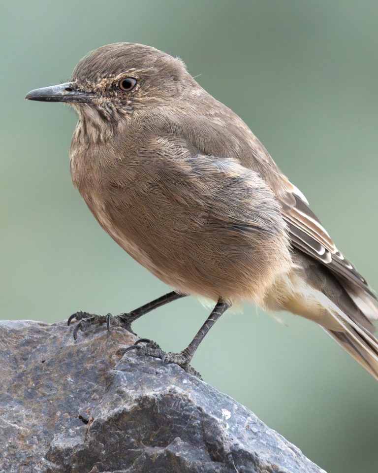 Black-billed Shrike-Tyrant