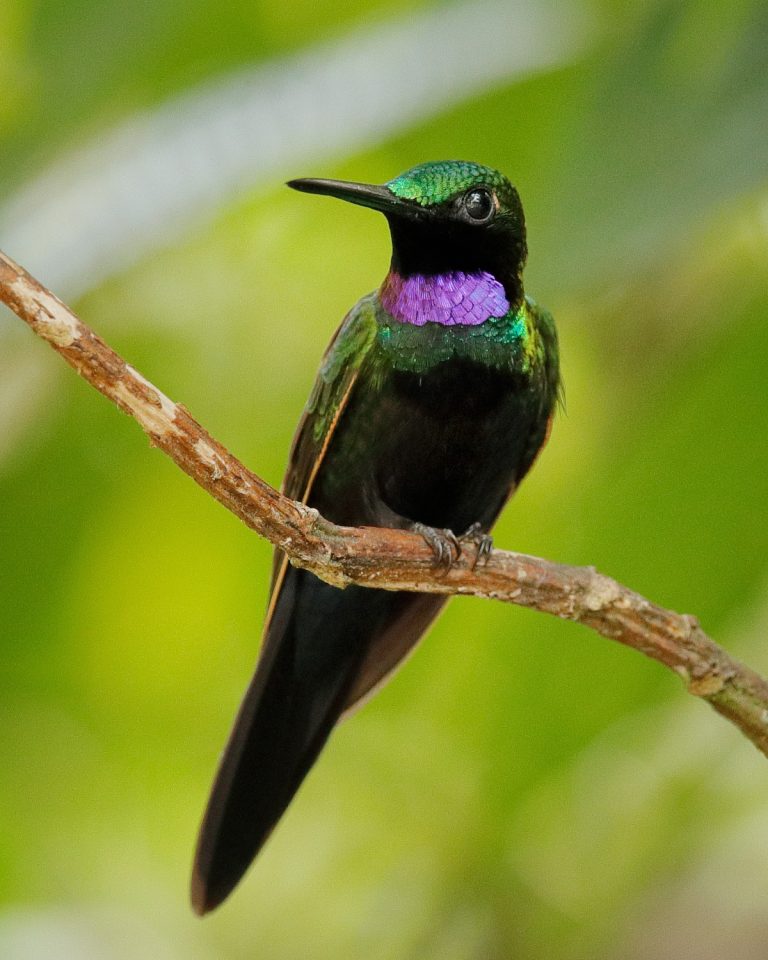 Black-throated Brilliant