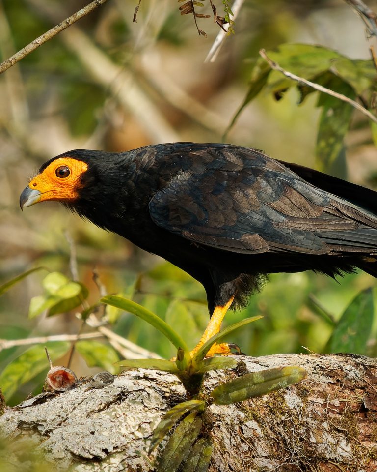Black Caracara