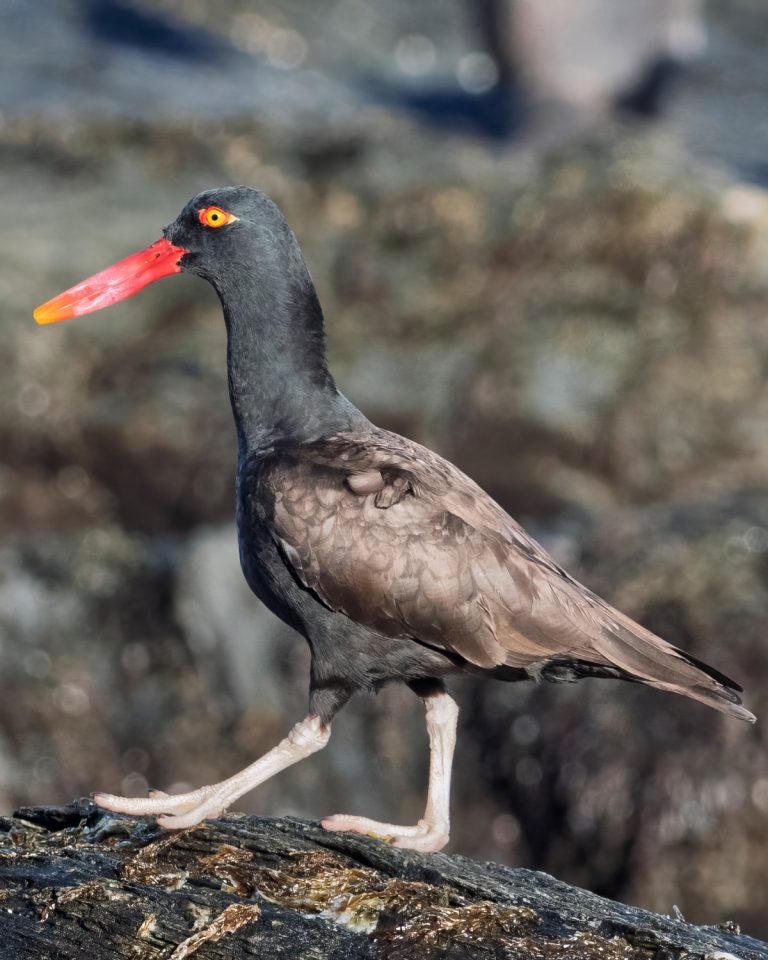 Blackish Oystercatcher