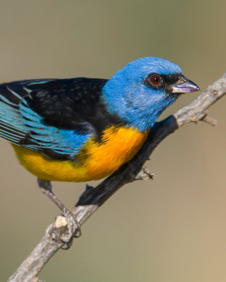 Black-and-yellow Tanager