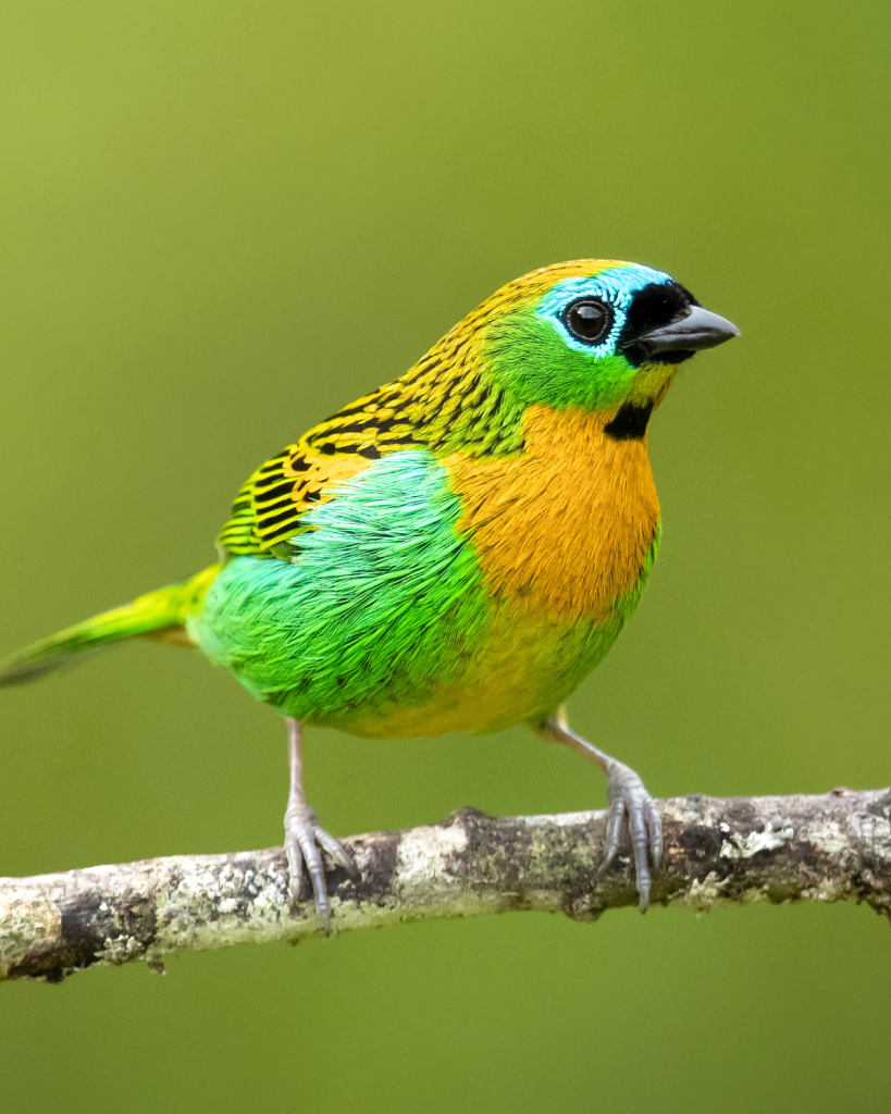 Brassy-breasted Tanager