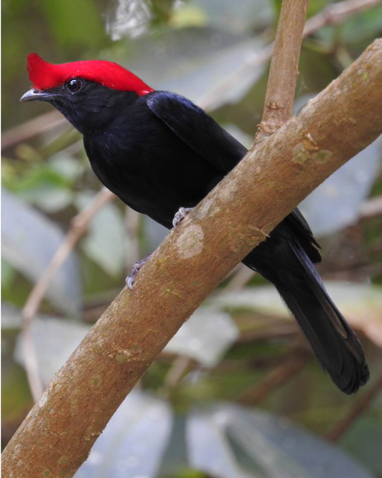 Helmeted Manakin