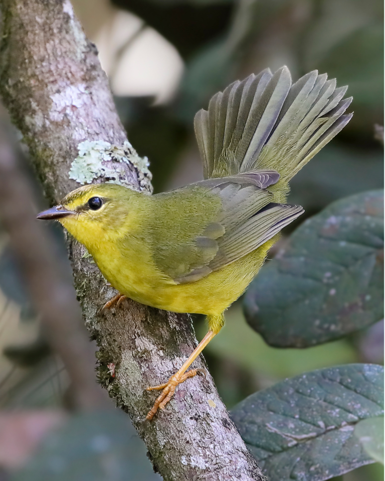 Flavescent Warbler