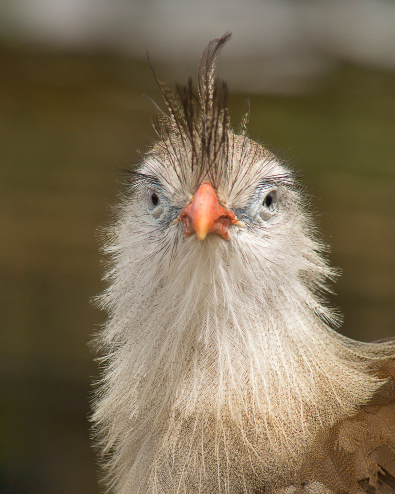 Red-legged Sereima