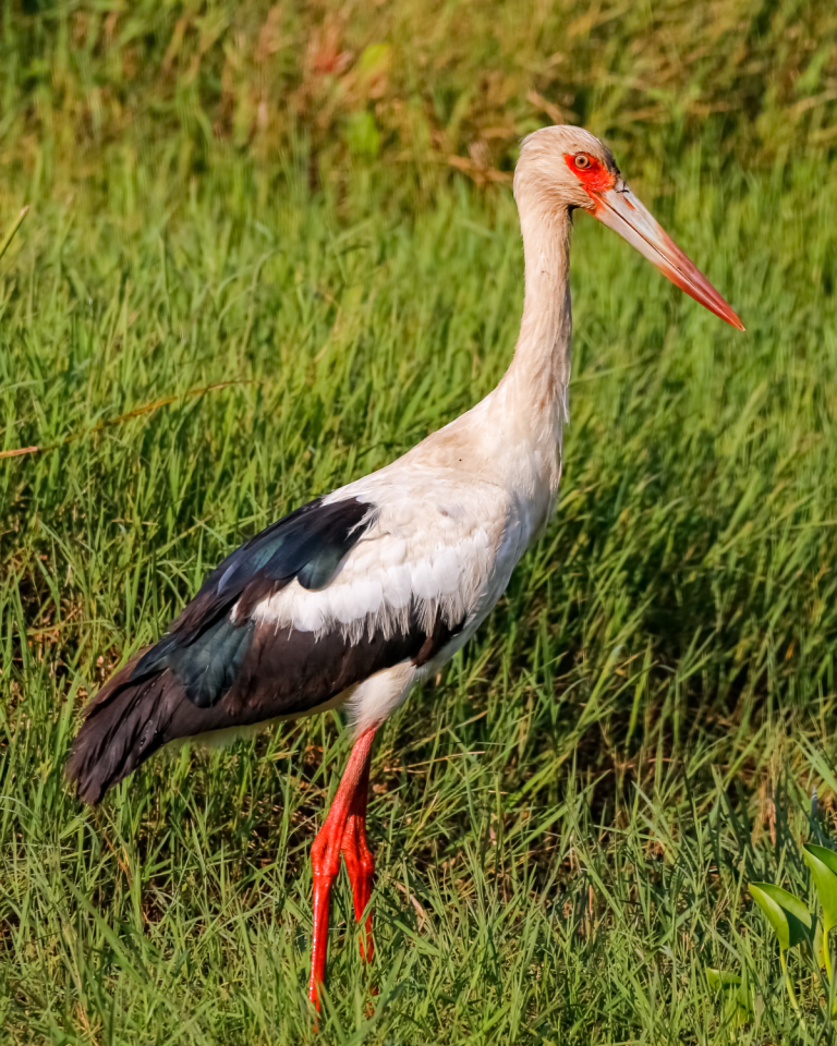 Maguari Stork