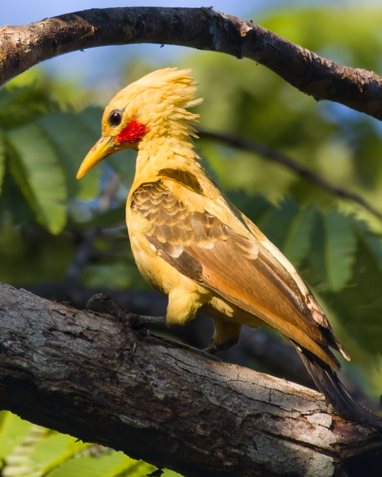 Cream-colored woodpecker