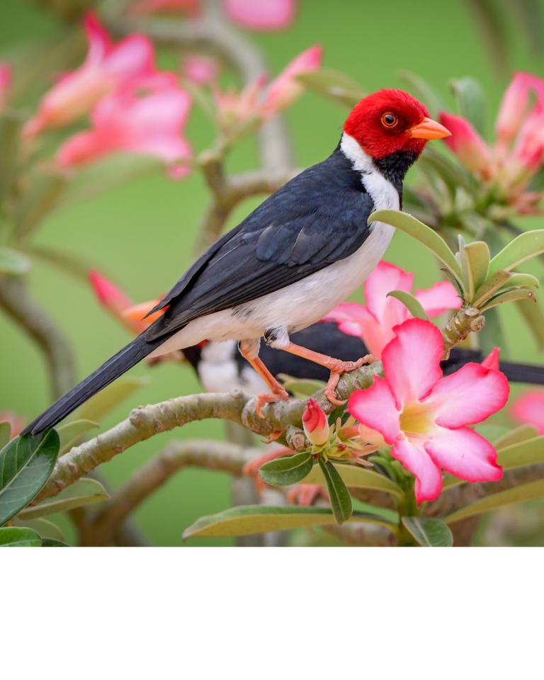Yellow-billed Cardinal