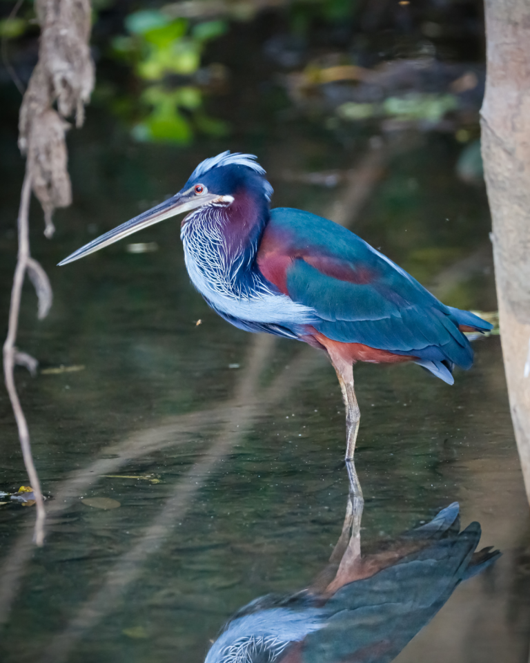Agami Heron