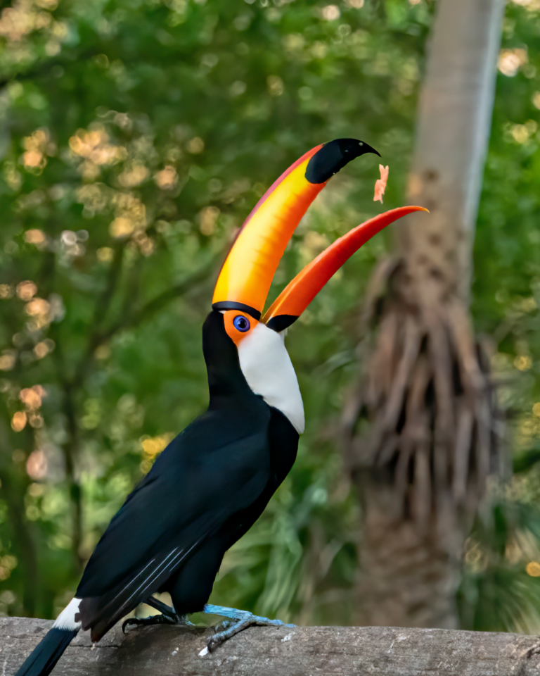 Toco Toucan