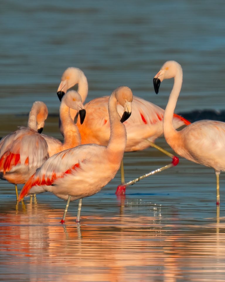 Chilean Flamingo