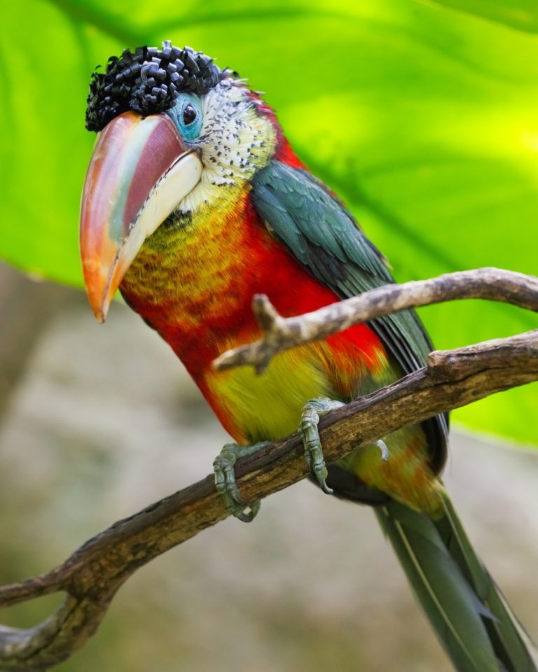 Curl-crested Aracari
