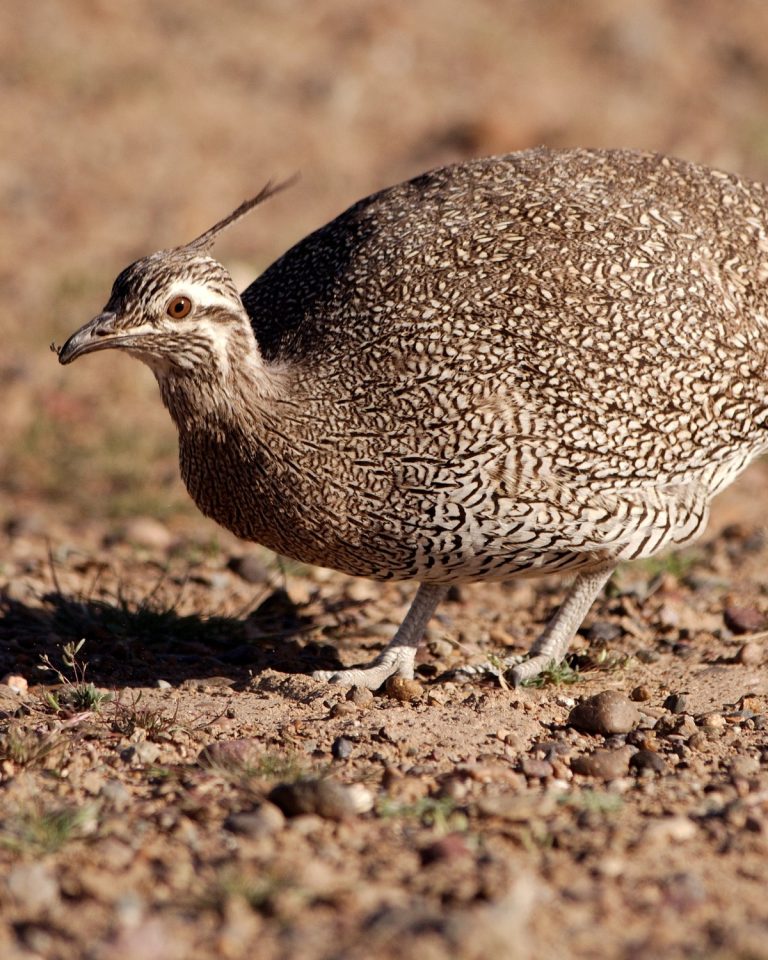 Curve-billed Tinamou