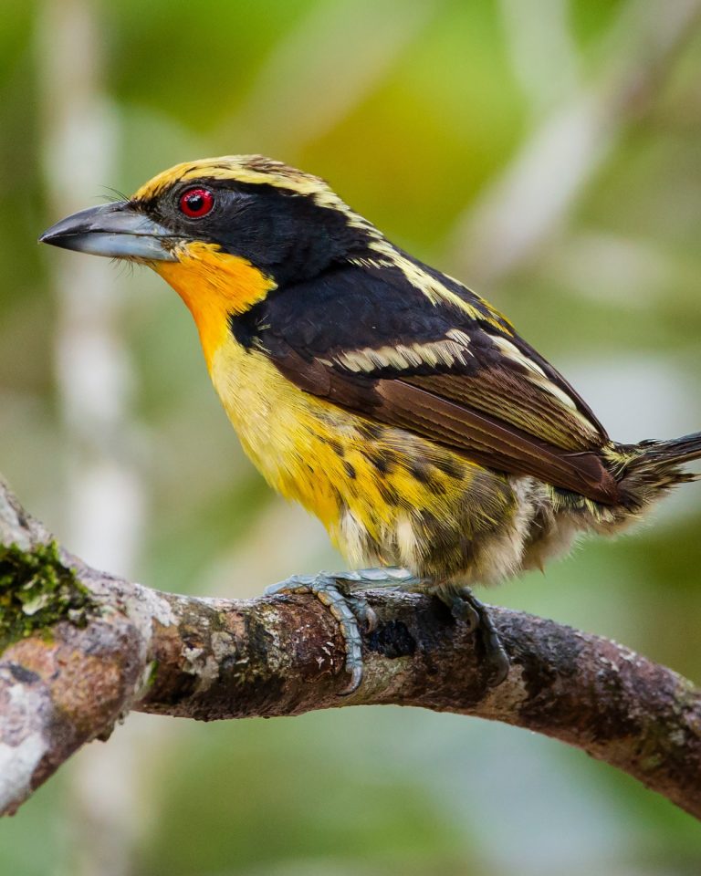 Gilded Barbet