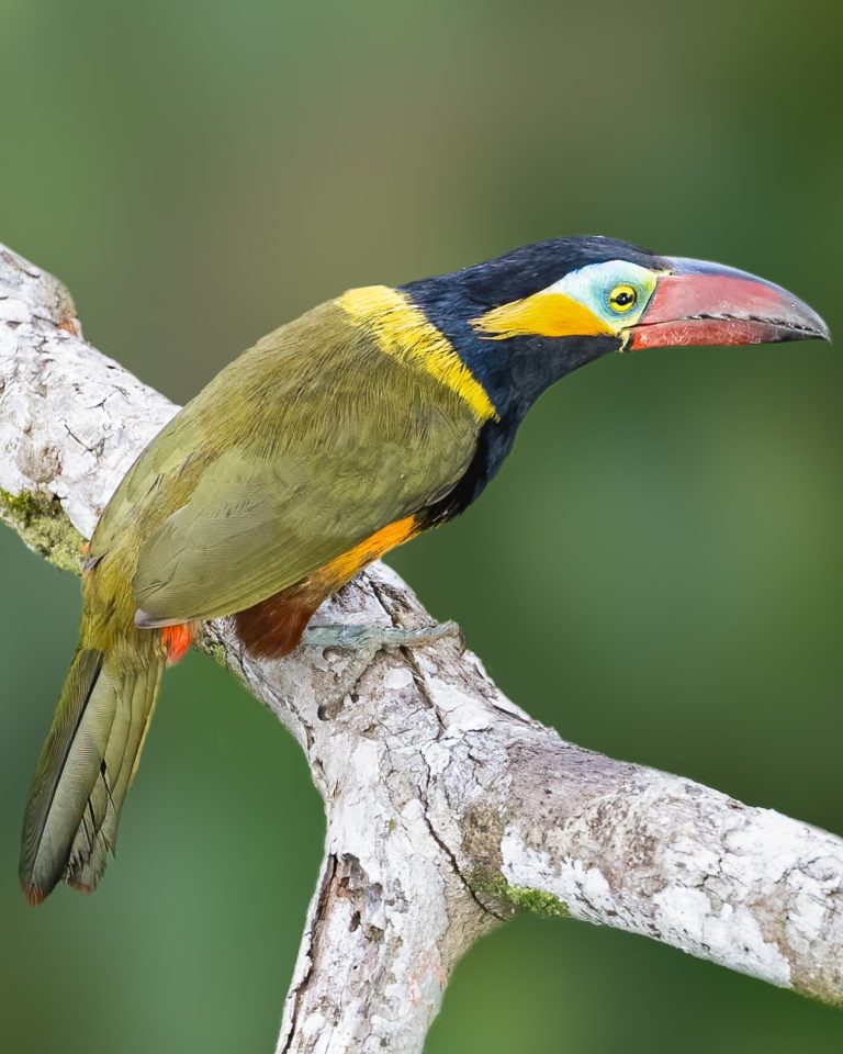 Golden-collared Aracari