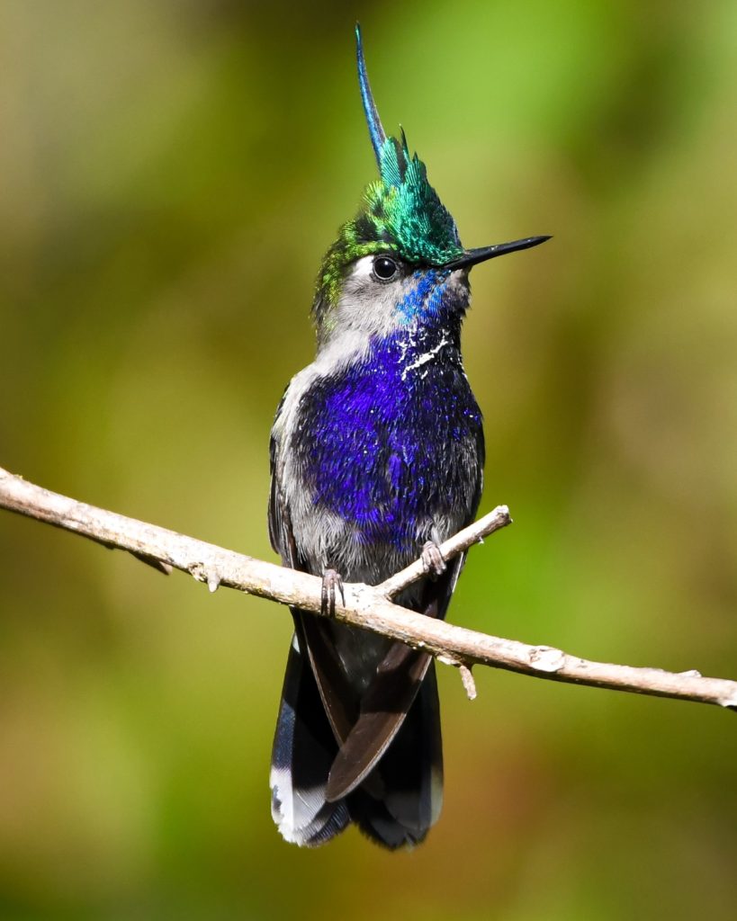 Green-crowned Plovercrest